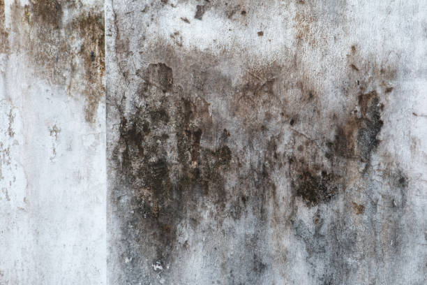 Best Forensic Mold Investigation  in Cheviot, OH